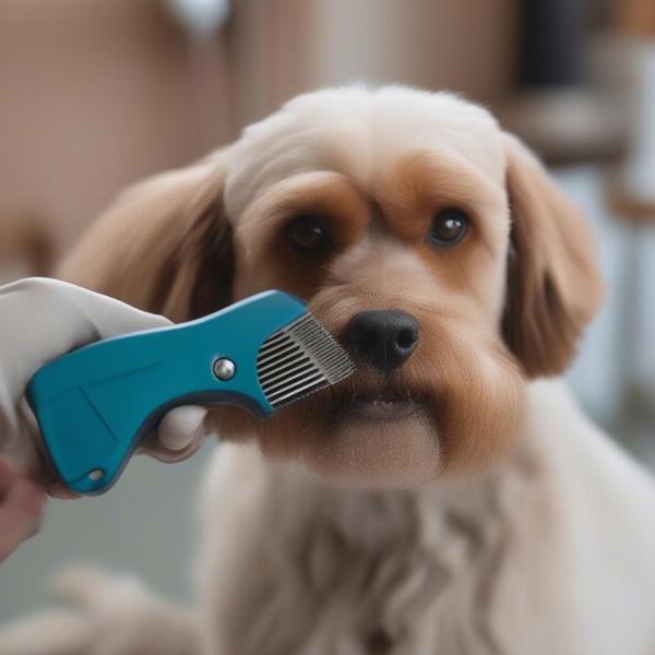 Dog being groomed with a flea comb