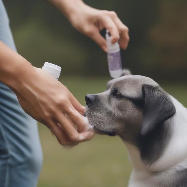 Natural Tick and Flea Spray being applied to a dog