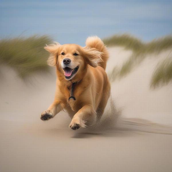 Male dog playing on a beach in the Netherlands