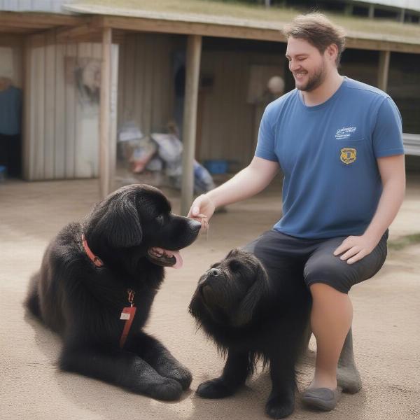 A Newfoundland dog meeting potential adopters at a rescue shelter.