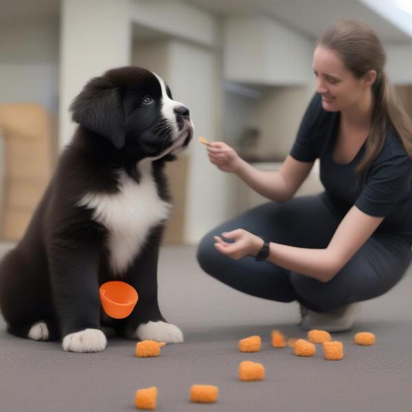 Training a Newfoundland Puppy: Positive Reinforcement and Socialization