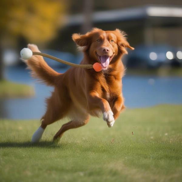 Nova Scotia Duck Tolling Retriever playing fetch