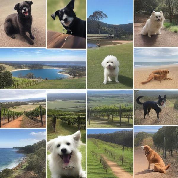 Top Dog-Friendly Destinations in New South Wales