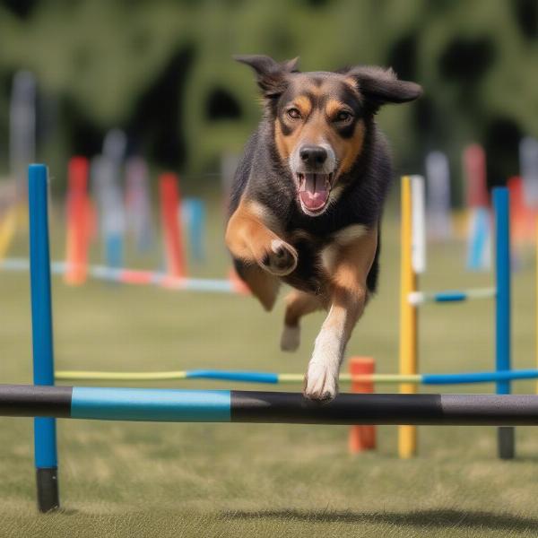 NZ Huntaway dog training agility