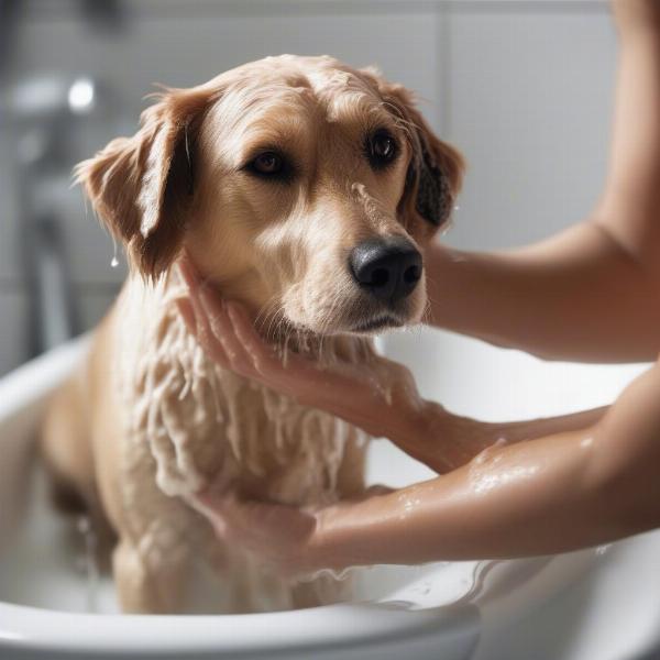 Dog Bathing with Oatmeal and Aloe Shampoo