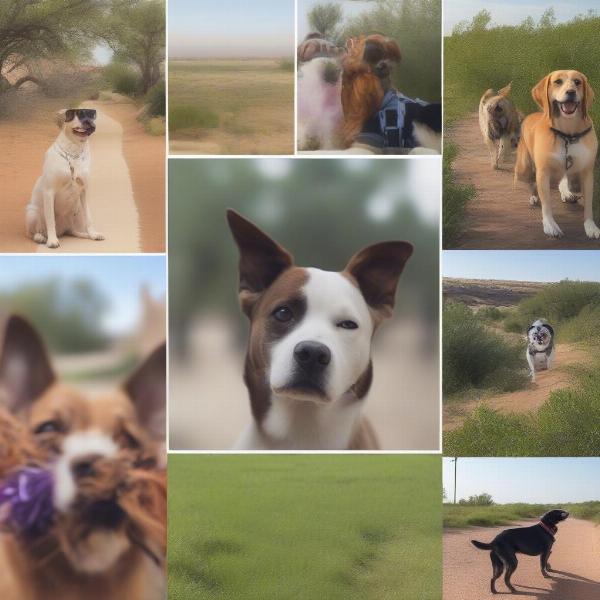 Dog-Friendly Activities in Odessa, TX