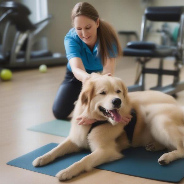 Senior Dog Undergoing Physical Therapy