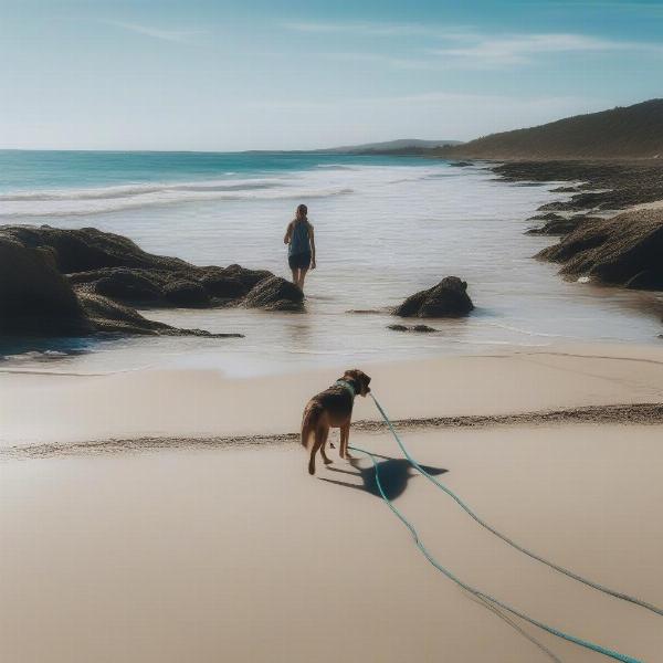 Dog Walking on One Mile Beach