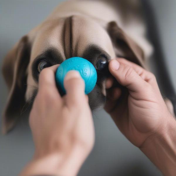 Owner inspecting dog ball for damage