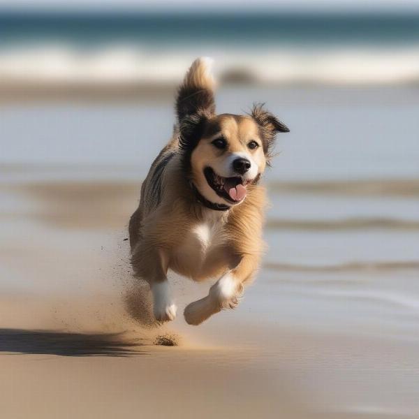 Dog running on a beach near Padstow