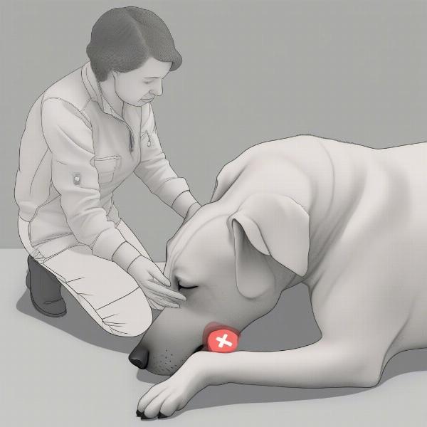 Performing CPR on a dog