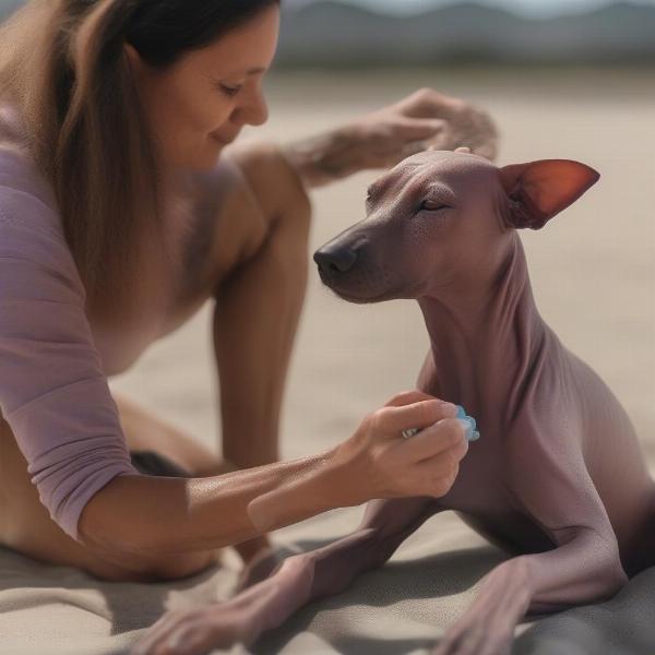 Applying sunscreen to a Peruvian Hairless Dog