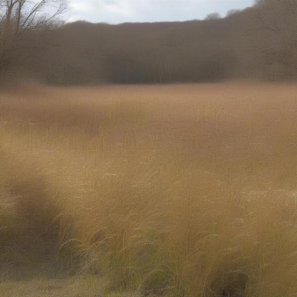 Pheasant Habitat