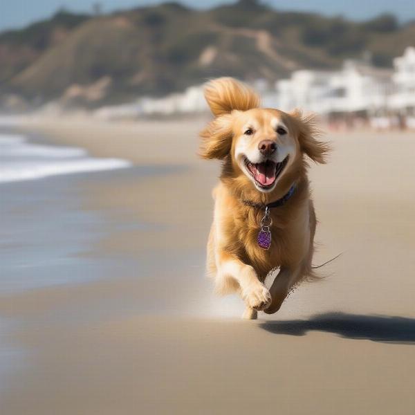 Dog running off-leash on Pismo Beach