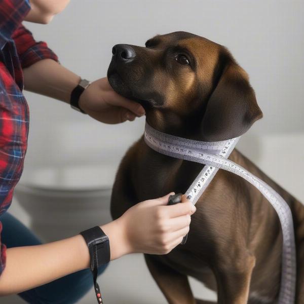 Measuring a dog for a plaid dog jacket