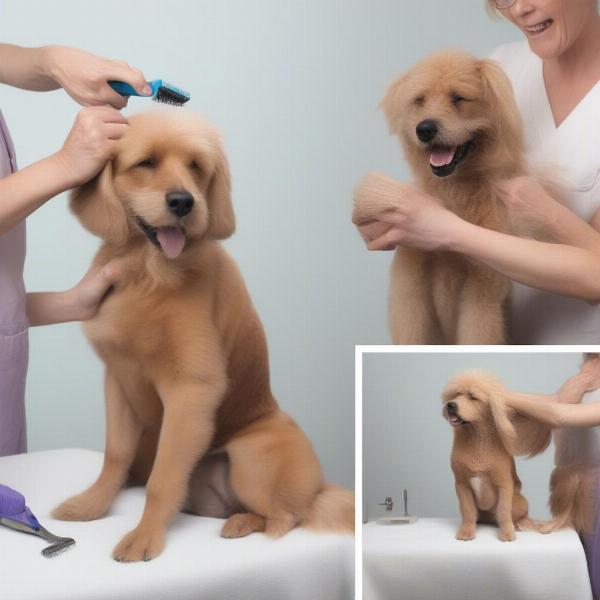 Preparing Dog for Grooming