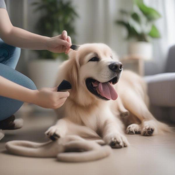 Preparing Your Dog for Grooming in Lancaster PA