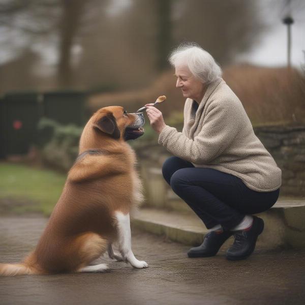 Preparing a dog for grooming in Swaffham