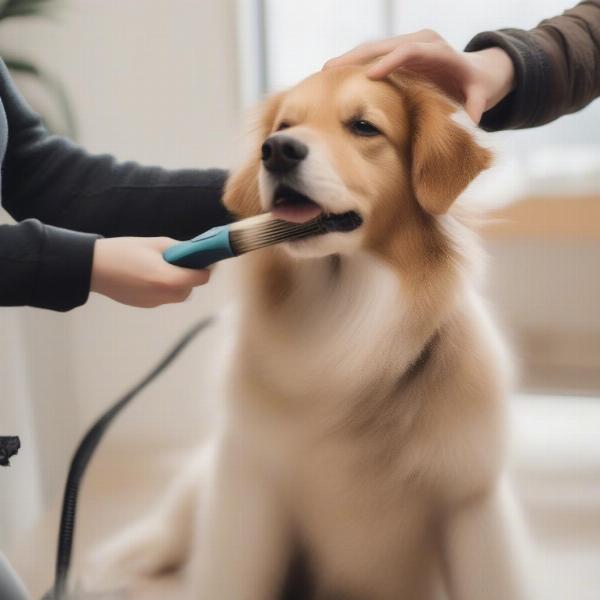 Preparing Dog for Mobile Grooming in Plymouth