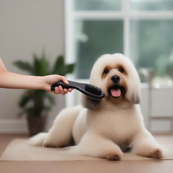 Preparing Your Dog for a Grooming Appointment in Billings