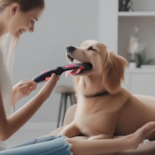 Preparing Your Dog for Grooming in Fuquay Varina