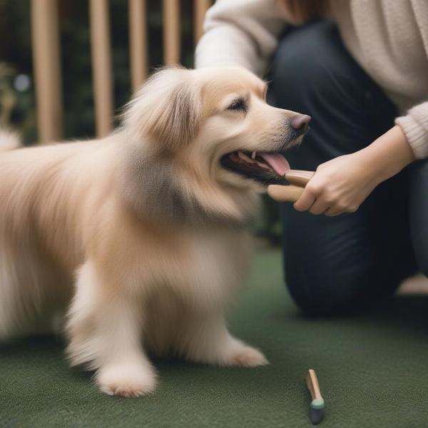 Preparing Dog for Mobile Grooming in Spokane