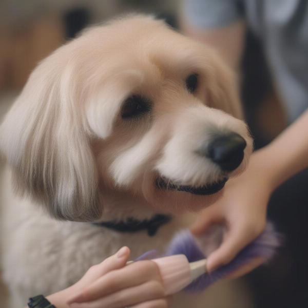 Preparing Your Dog for Grooming Yarraville