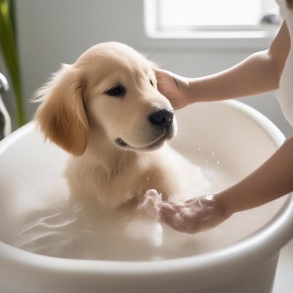 A puppy being bathed with aloe and oatmeal shampoo