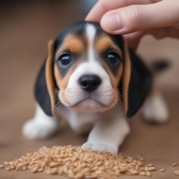 Puppy Trying Farro