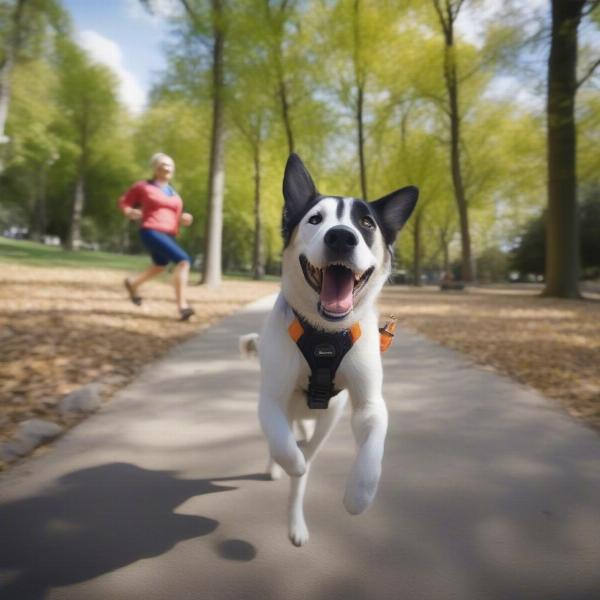 Filming your dog with a GoPro dog harness