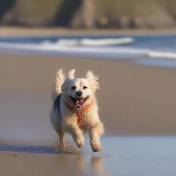 Reactive Dog Playing on Beach