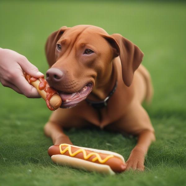 Red dog enjoying a hot dog