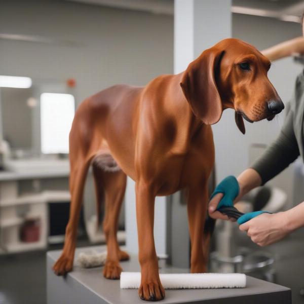 Redbone Coonhound being groomed