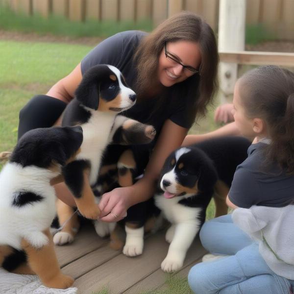 Reputable Bernese Mountain Dog Breeders in Ohio