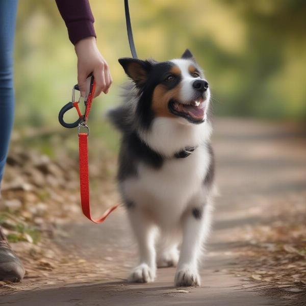 Retractable Dog Leads in Action