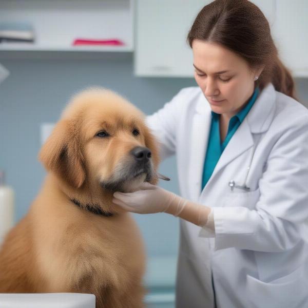 Veterinary Checkup for a Rough-Coated Dog