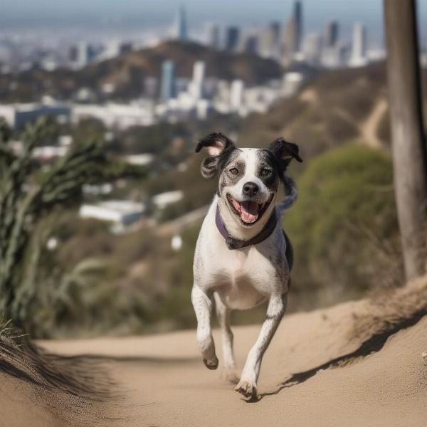 Dog Hiking at Runyon Canyon