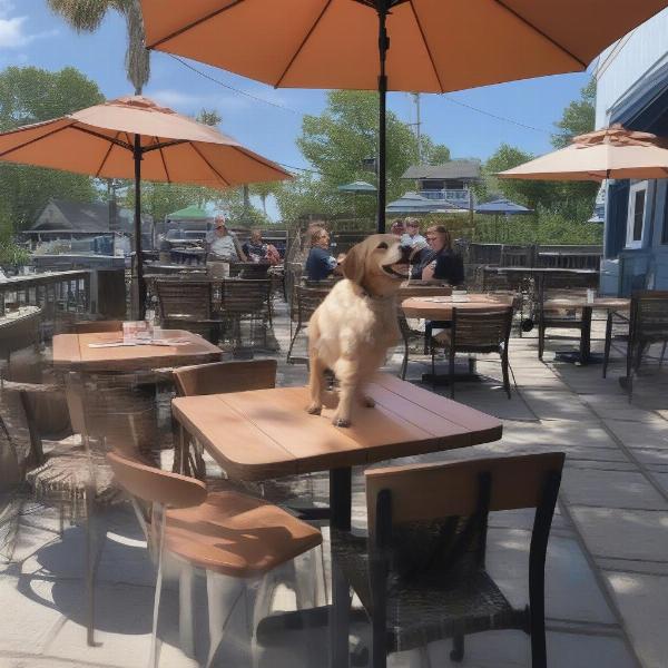 Dog-friendly dining at The Salty Dog Bistro