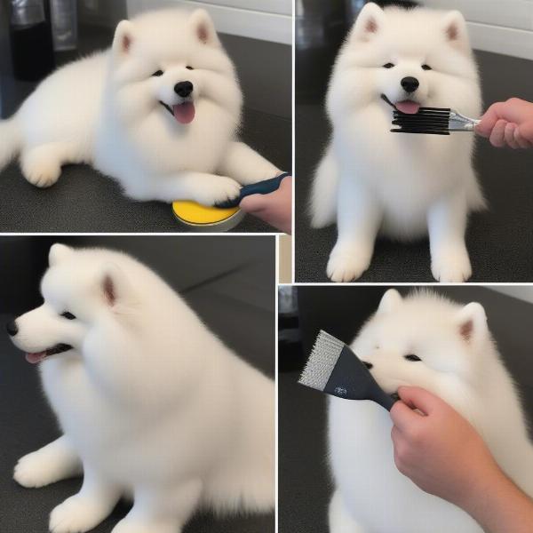 Samoyed Dog Brushing Technique