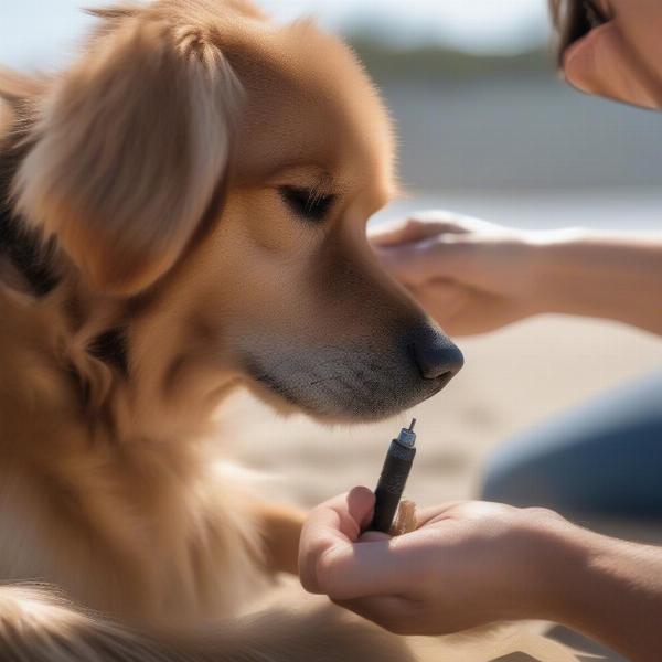 Dog owner checking their dog for ticks after a visit to Sandringham dog beach