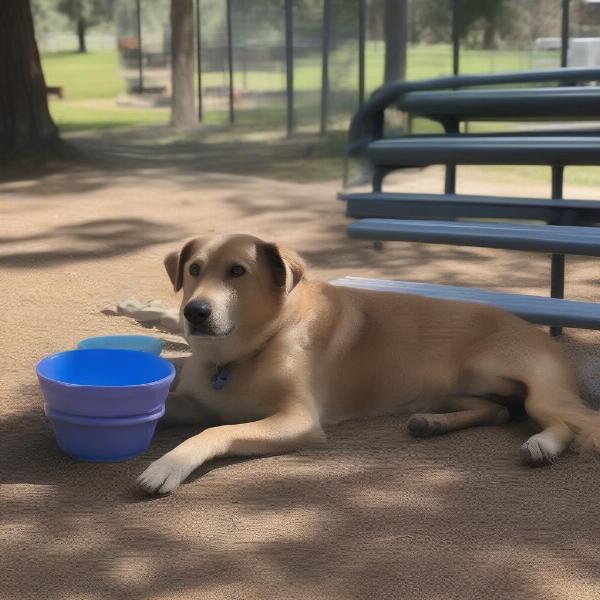 Senior Dog at Ashland Oregon Dog Park