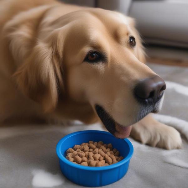 Senior Dog Eating from a Bowl