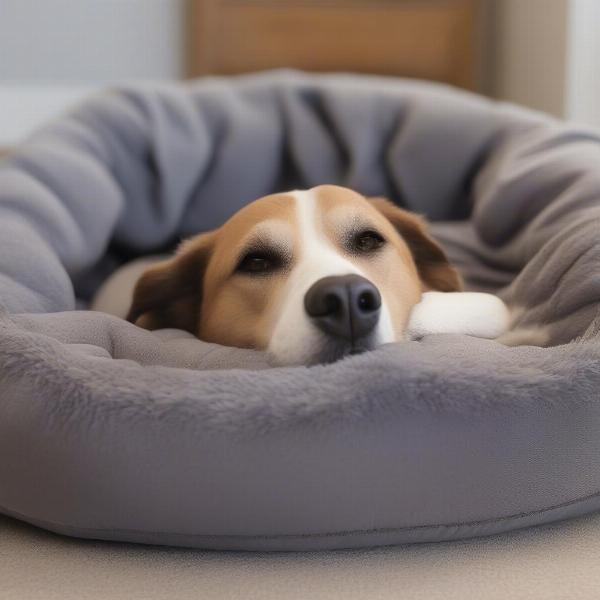 Senior Dog in Napper Bed