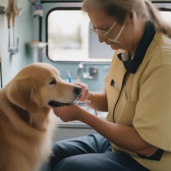 A senior dog being groomed inside a mobile grooming van in Columbus