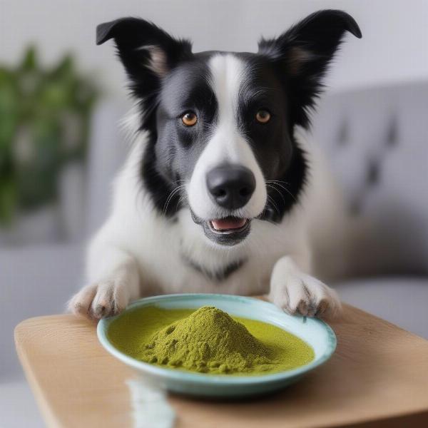 Senior Dog with Green Mussels