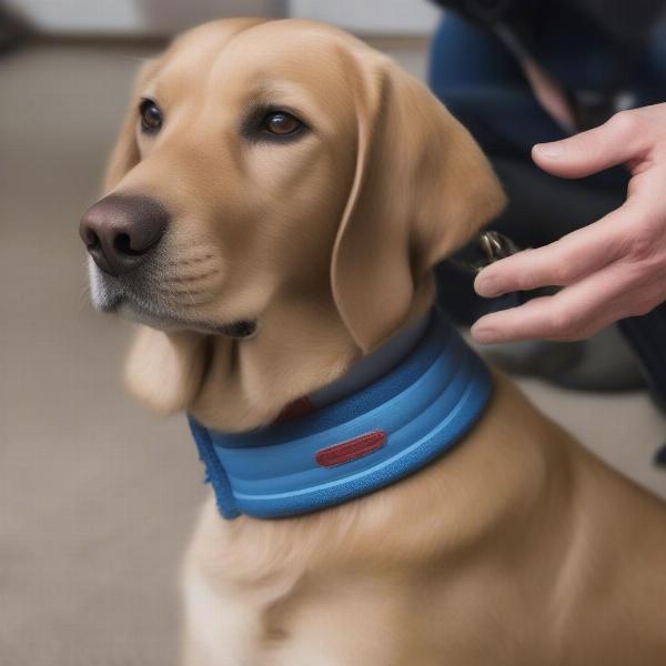 Applying the Seresto Collar on a Medium-Sized Dog