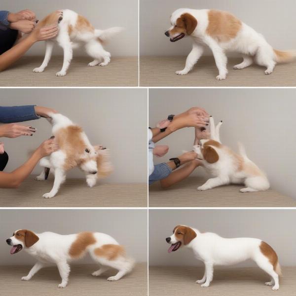 Shaping Dog Behavior with Clicker