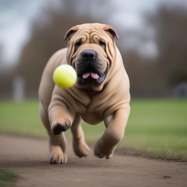 A Shar Pei enjoying outdoor playtime