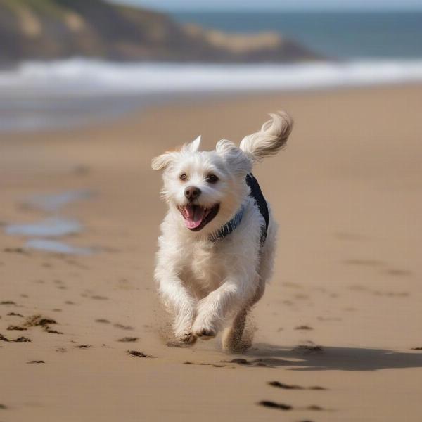 Enjoying dog-friendly beach walks in Sheringham