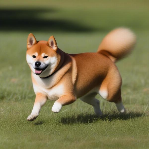 Shiba Inu dog with a curly tail playing in the grass